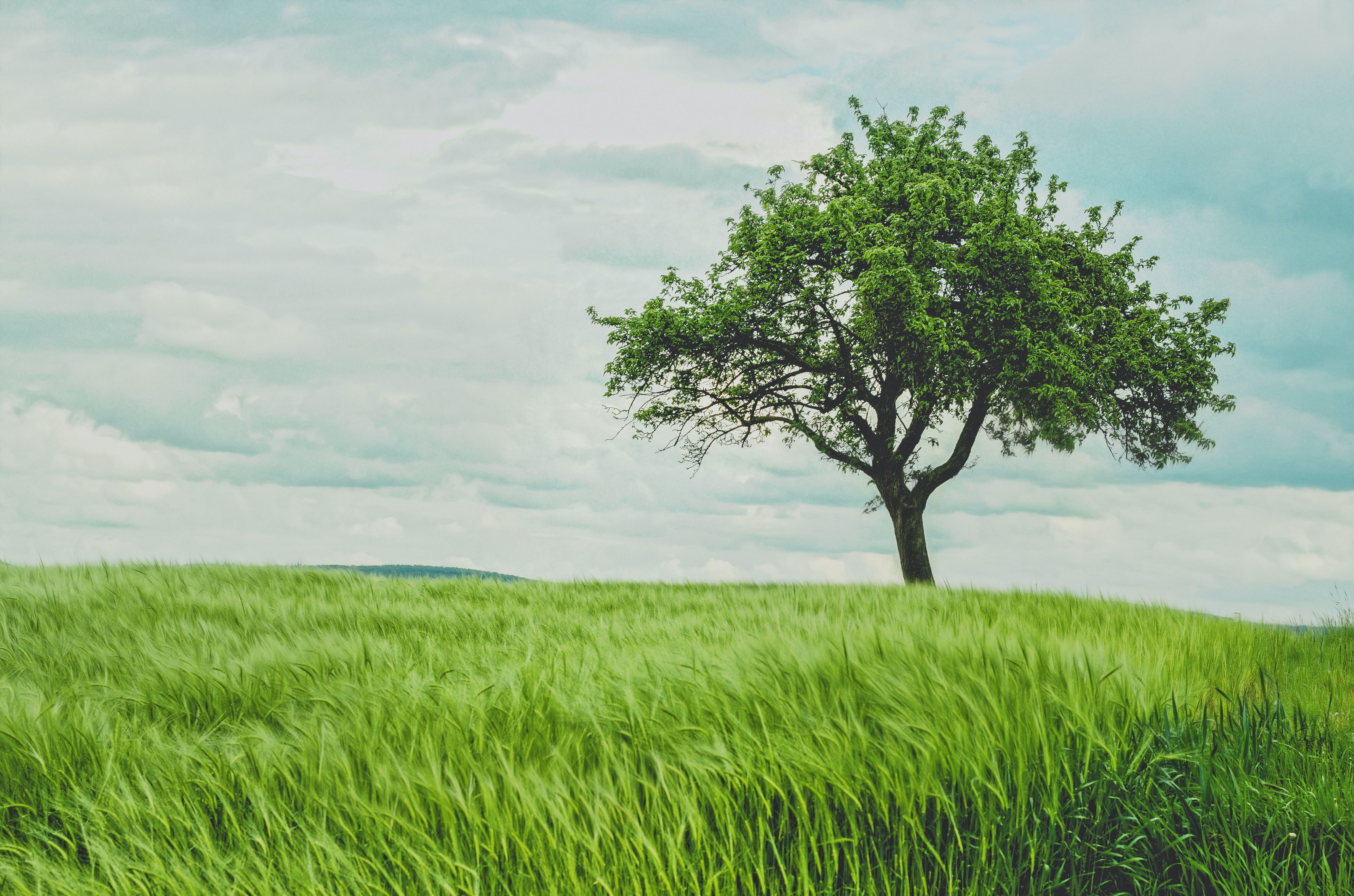 Tree Conservation