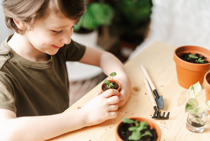 Plant Life Cycle: Measurement and Data