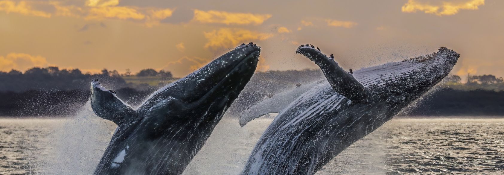 Scientists Use AI to Track Humpback Whale Migration