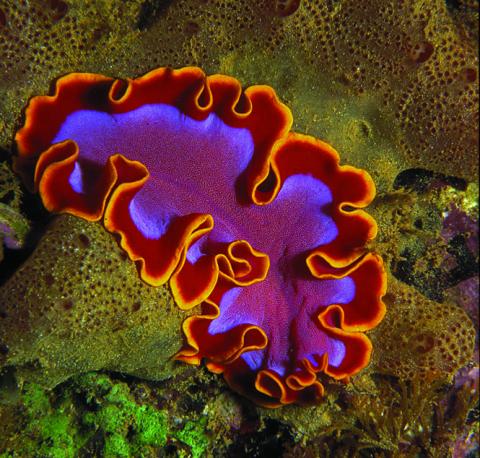 Flatworms: The First Hunter Questions 