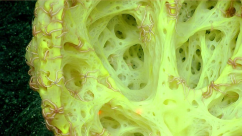 Spectacular Simple Sponges