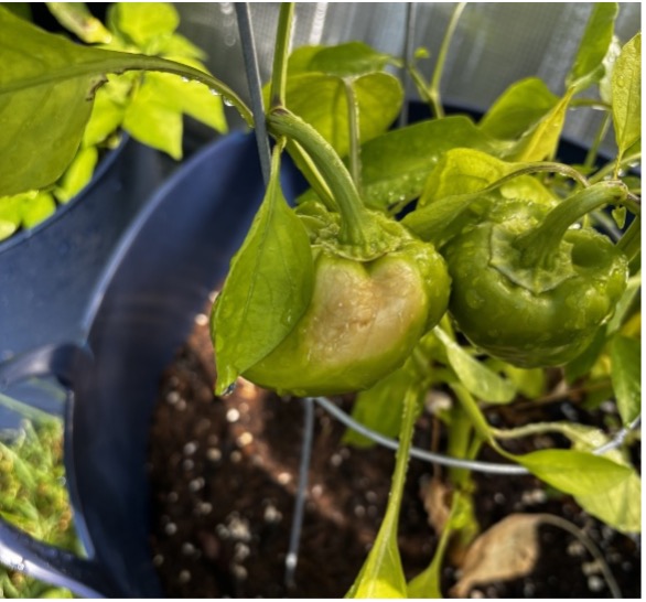 peppers