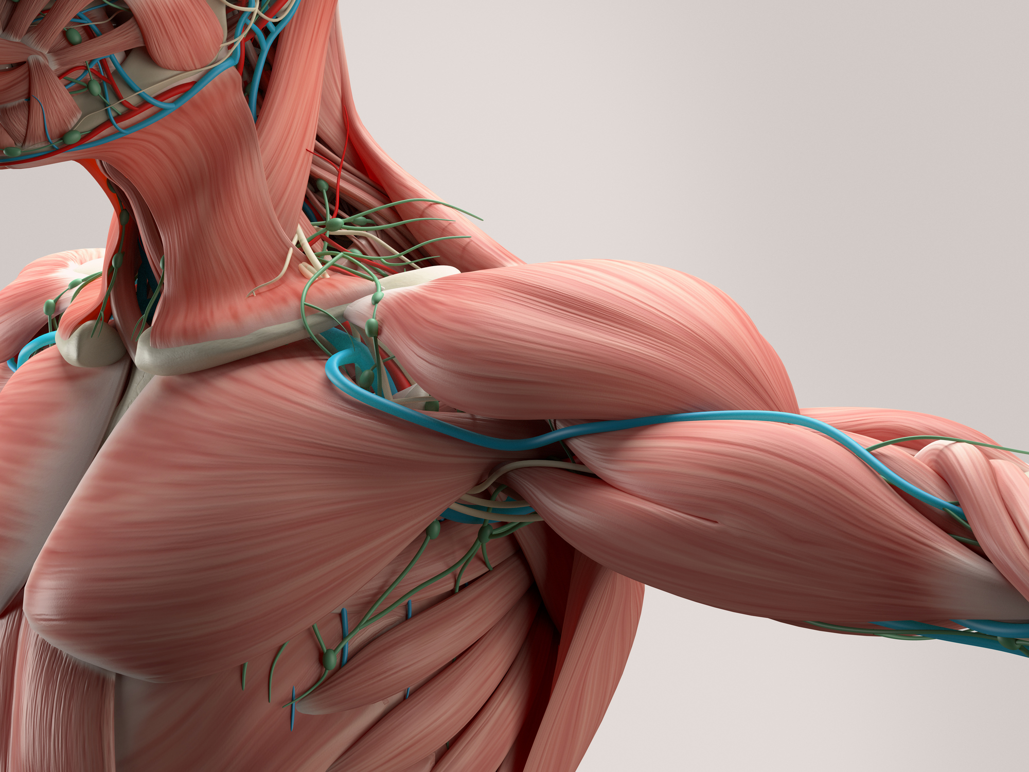Body Systems Board Game Project
