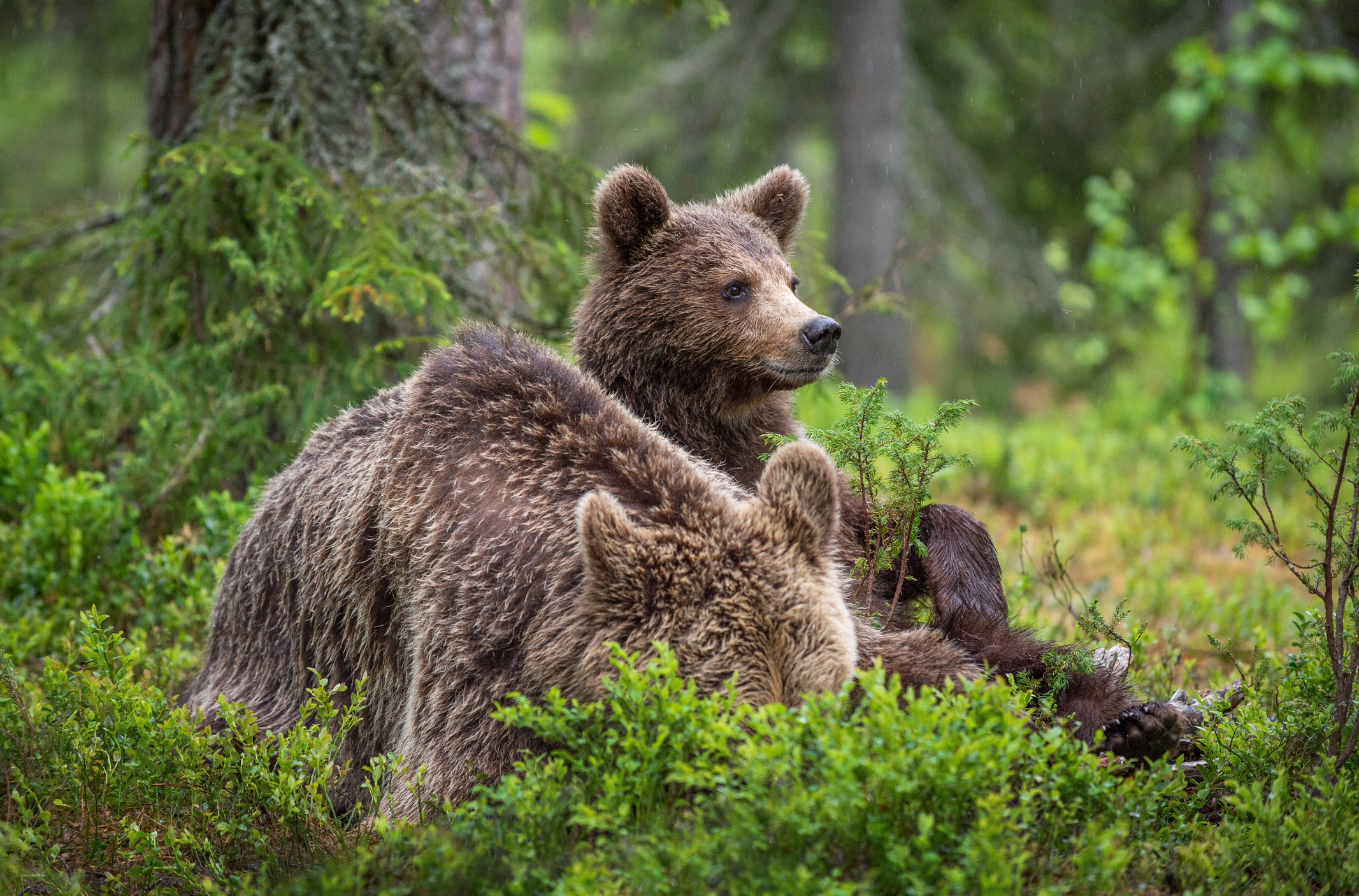 Is It Morally Permissible to Kill Animals for Food