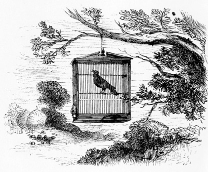 I Know Why the Caged Bird Sings by Maya Angelou