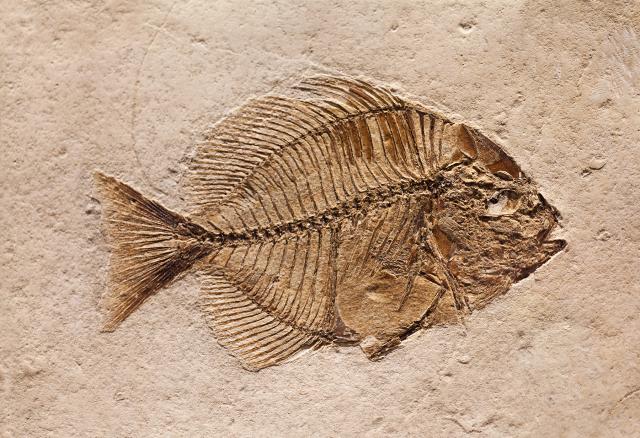 Fossil Record - Legends of Learning