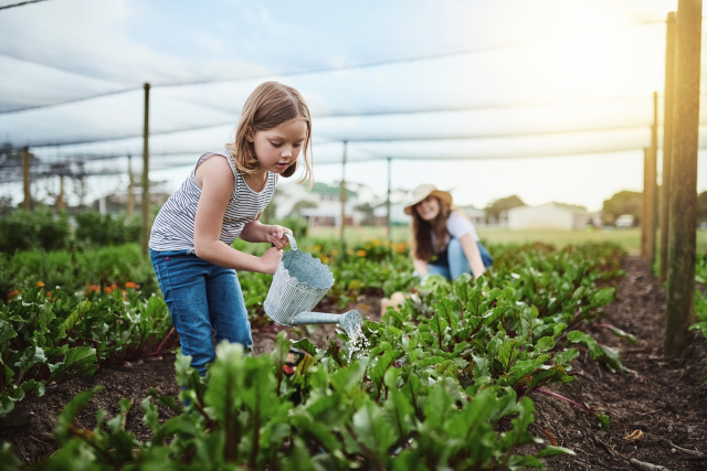 How our garden grows