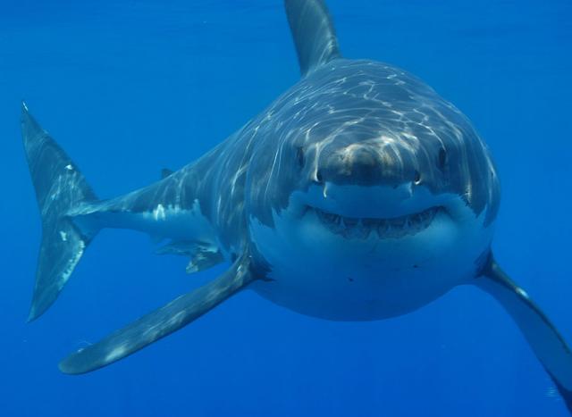 Sharks Fact Sheet and Handouts