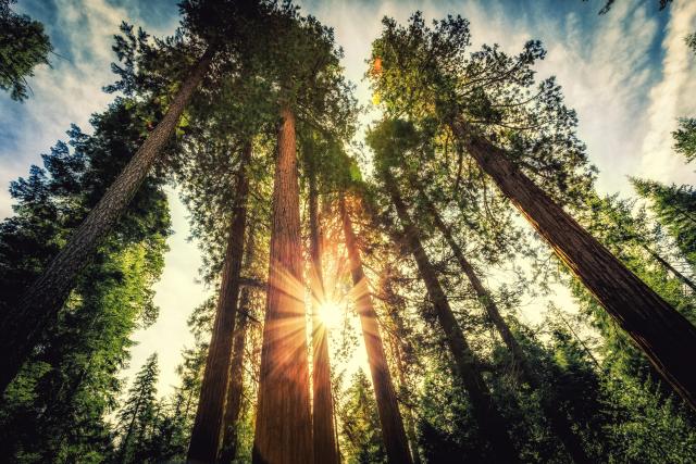 Plant Growth: Effect of Genes and Environment - Legends of Learning