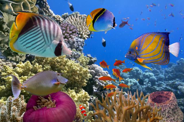 Biodiversity and Health of Ecosystems - Legends of Learning