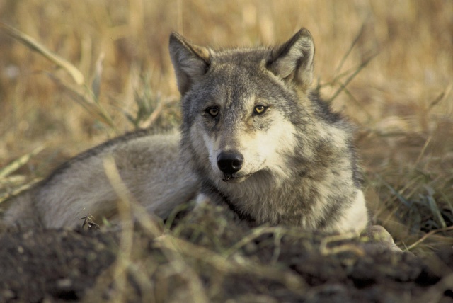 Wolves of Yellowstone