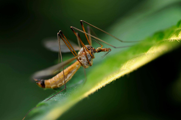 Understanding the Spread of Disease: A Global Lesson on the Zika Virus 