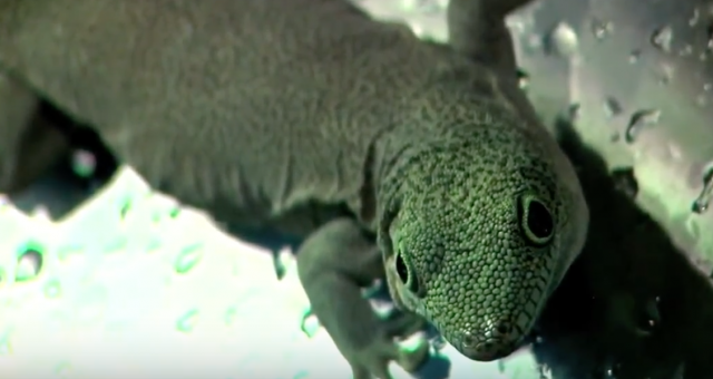 Reptile Decline