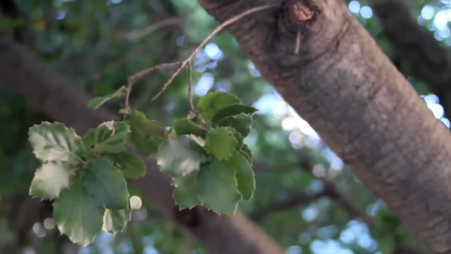 Oakmapper