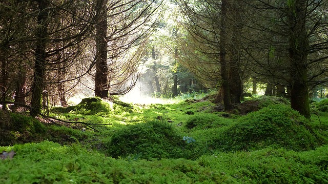 Conservation Conversation