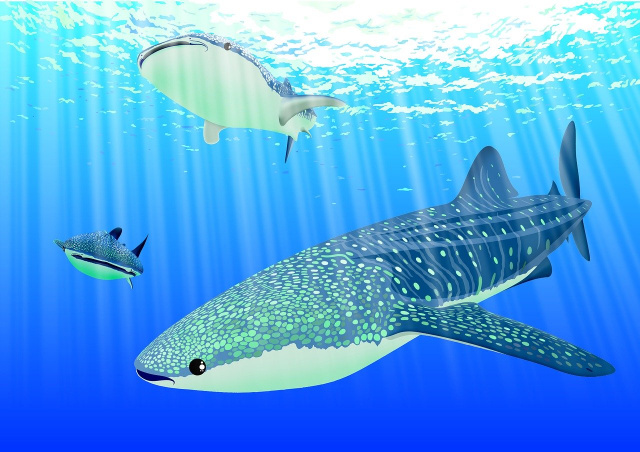 Sharks Information